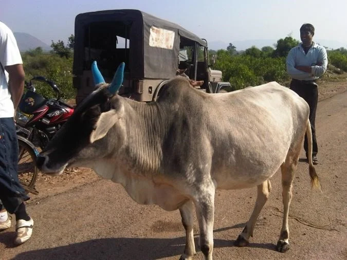 Bull have right of way