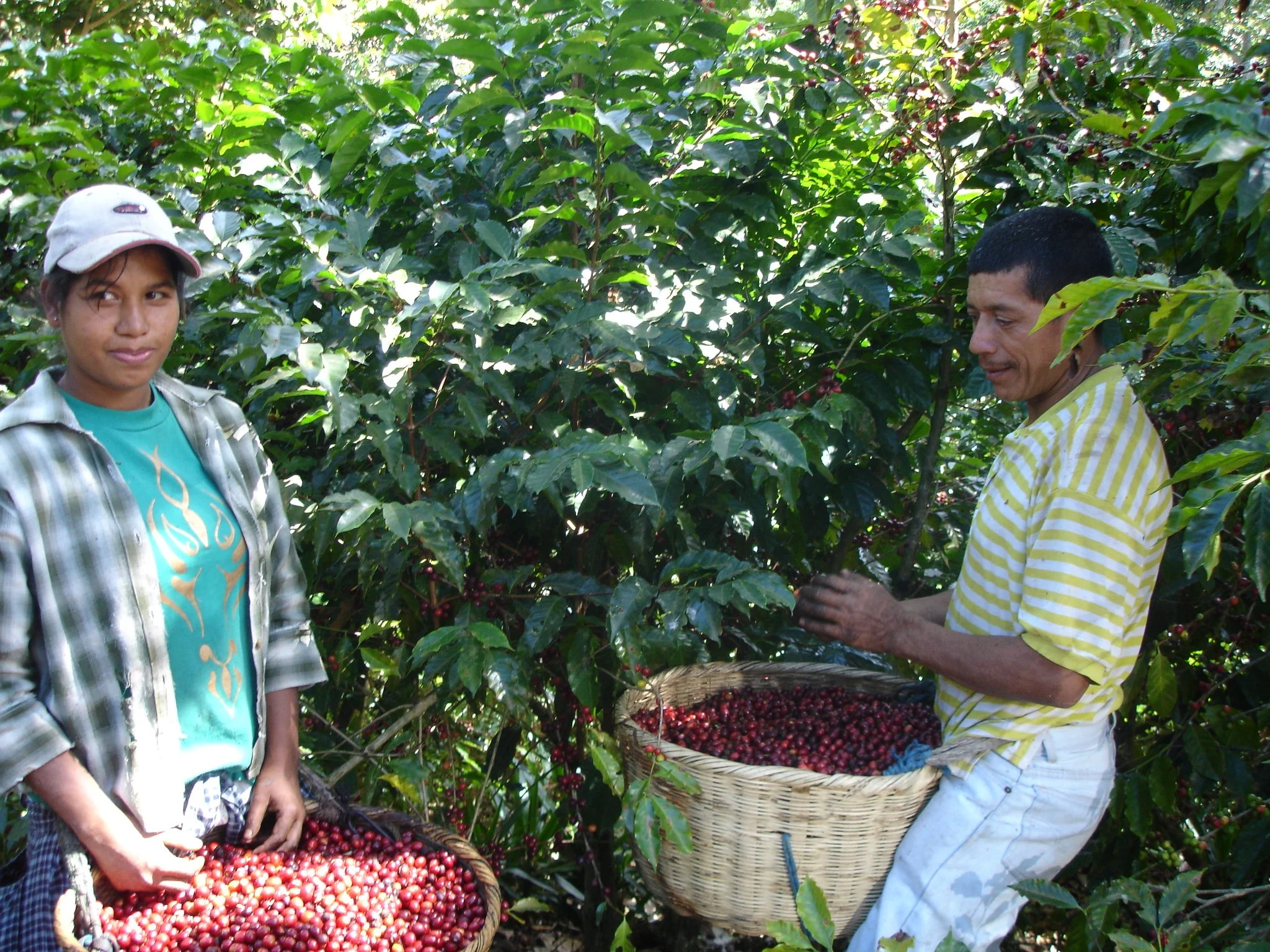 Harvesting El Borbollon Finca La Reforma.jpg