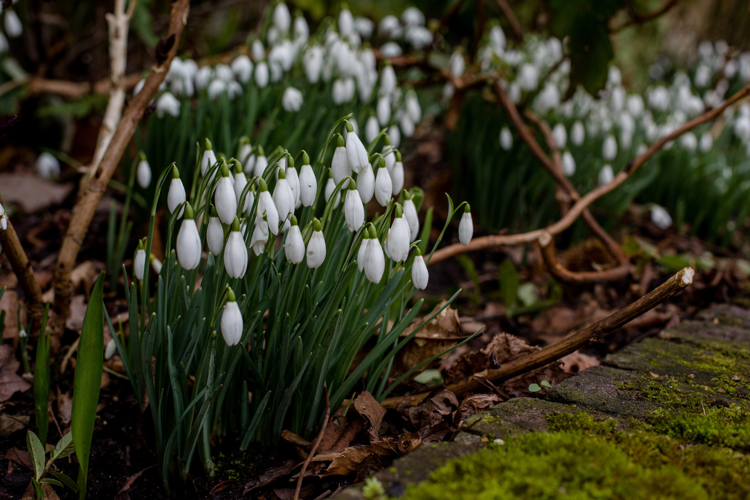 snowdrops spring pergola hill garden dianavonr hampsteadmums