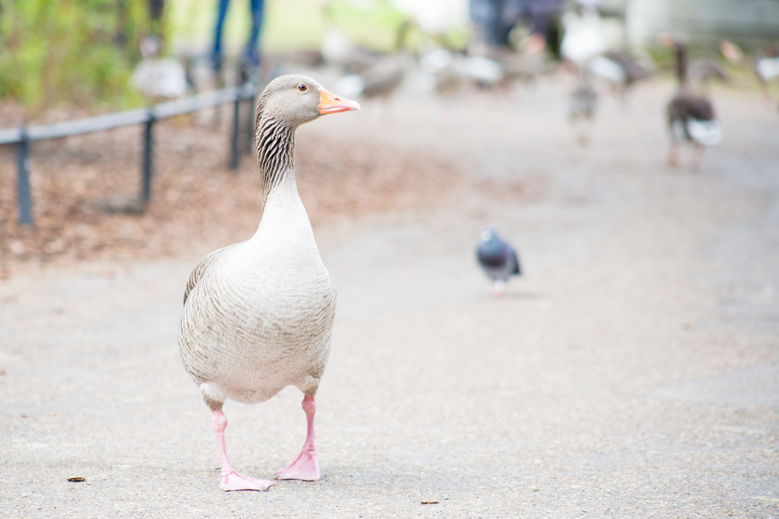  Goosey gander 