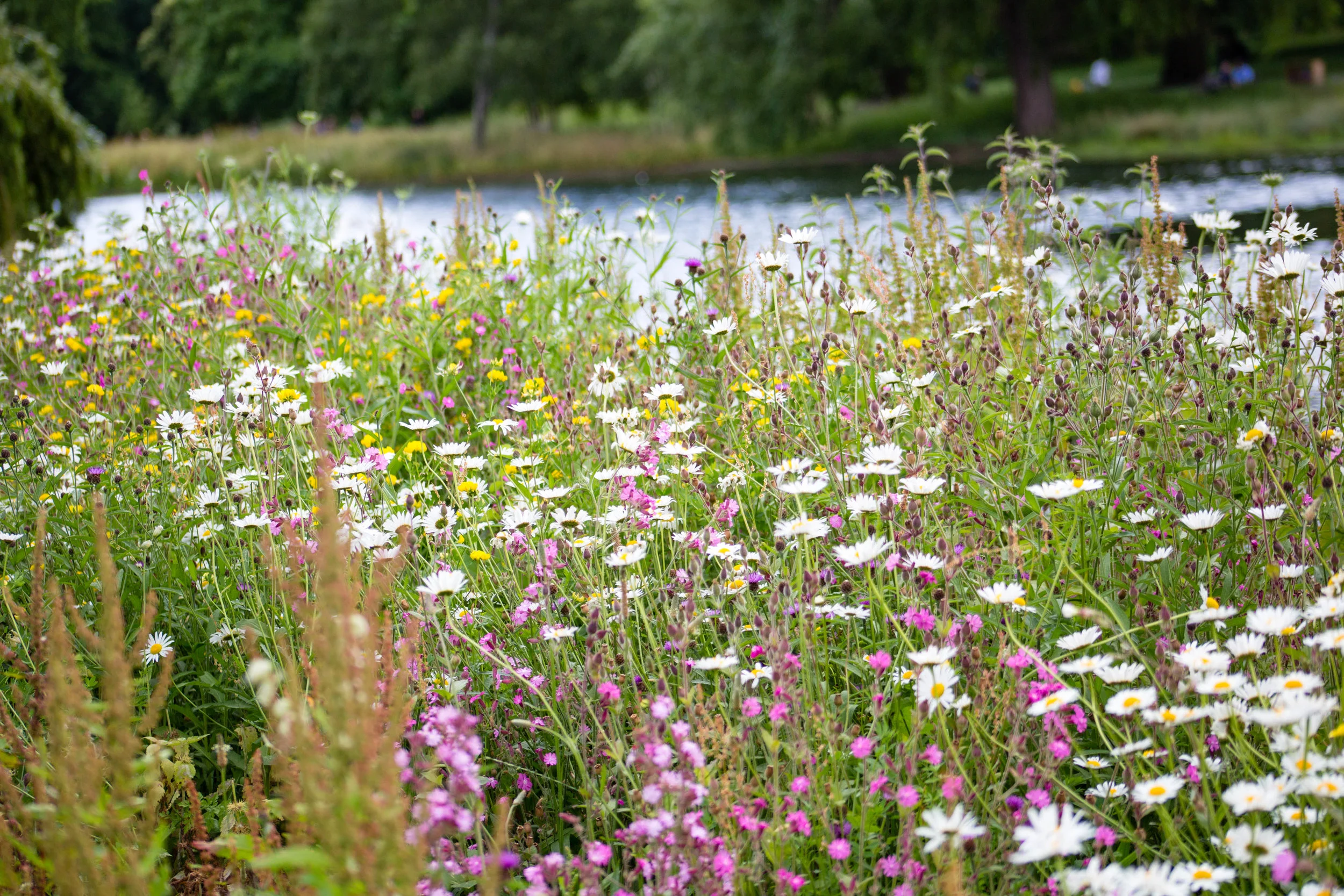  Wild flowers in St James Park 