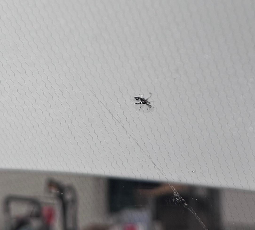 A small spider on a textured white ceiling or wall with a long, stretched-out web.