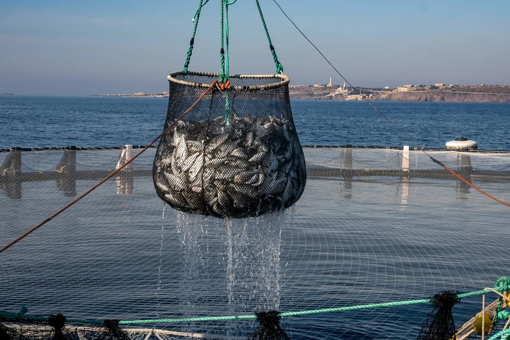 Fish being harvested from a marine aquaculture cage