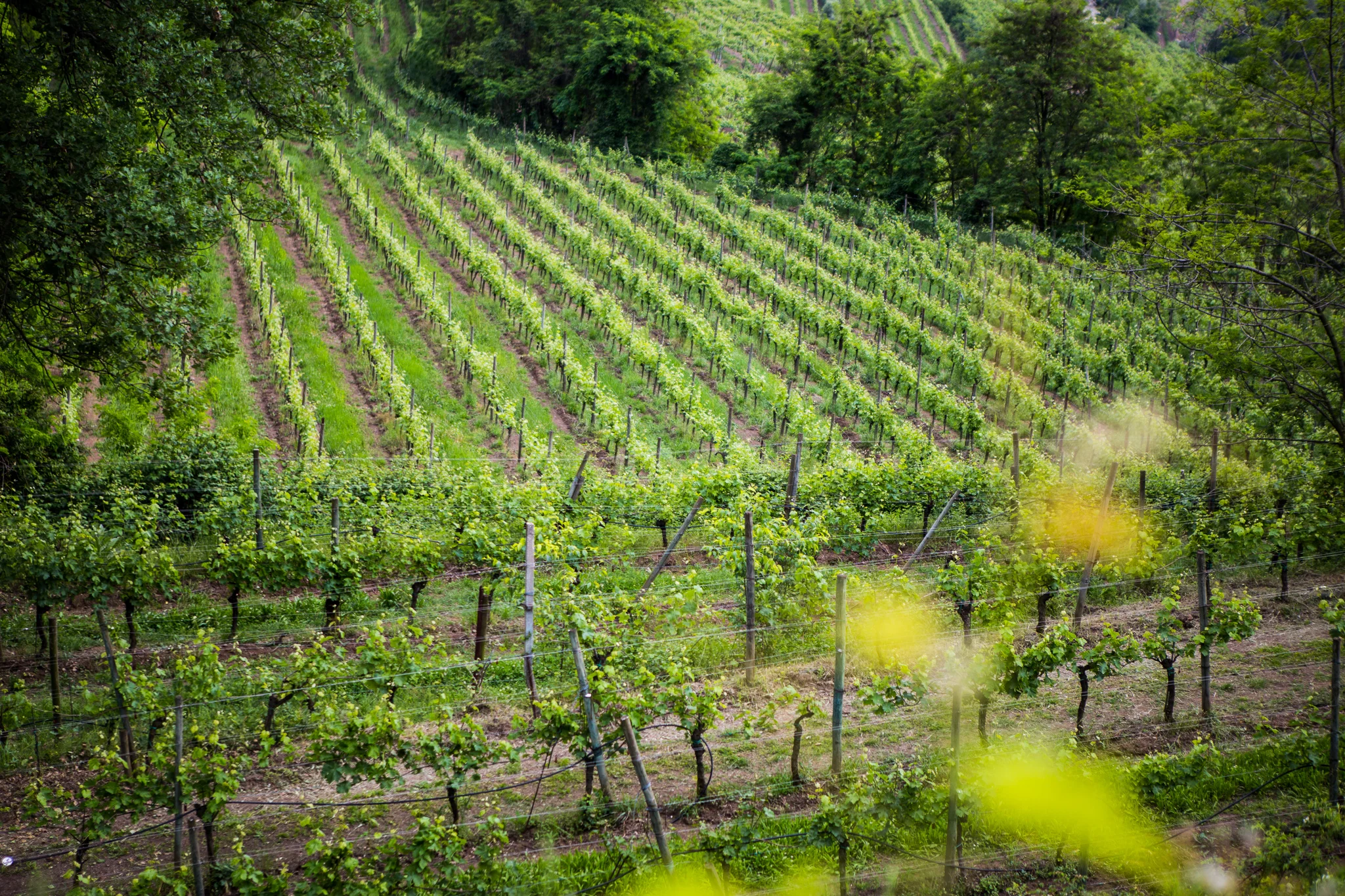 soave-002.jpg
