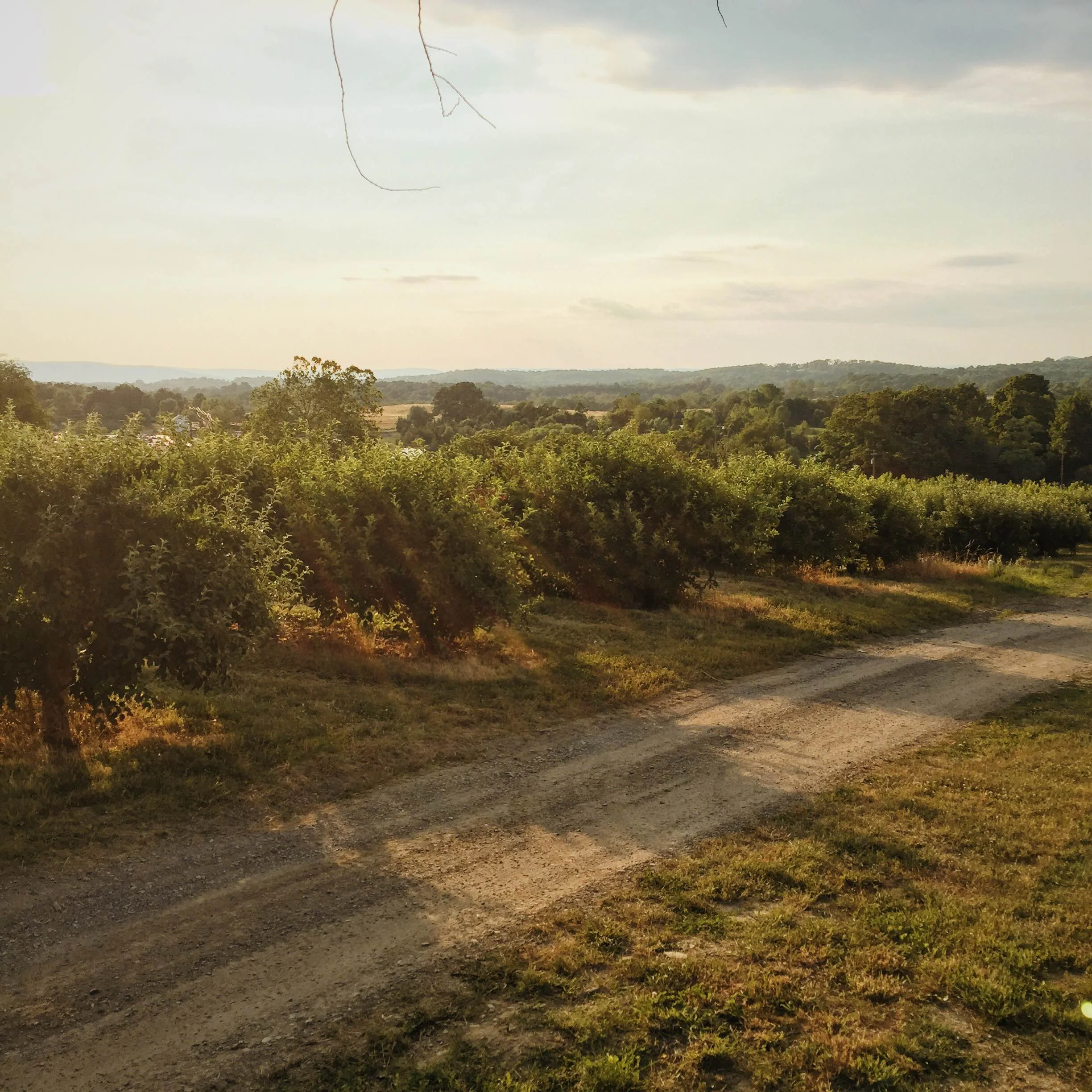 Sunset over Pennings Farm orchards (photo by Amber Pierce)