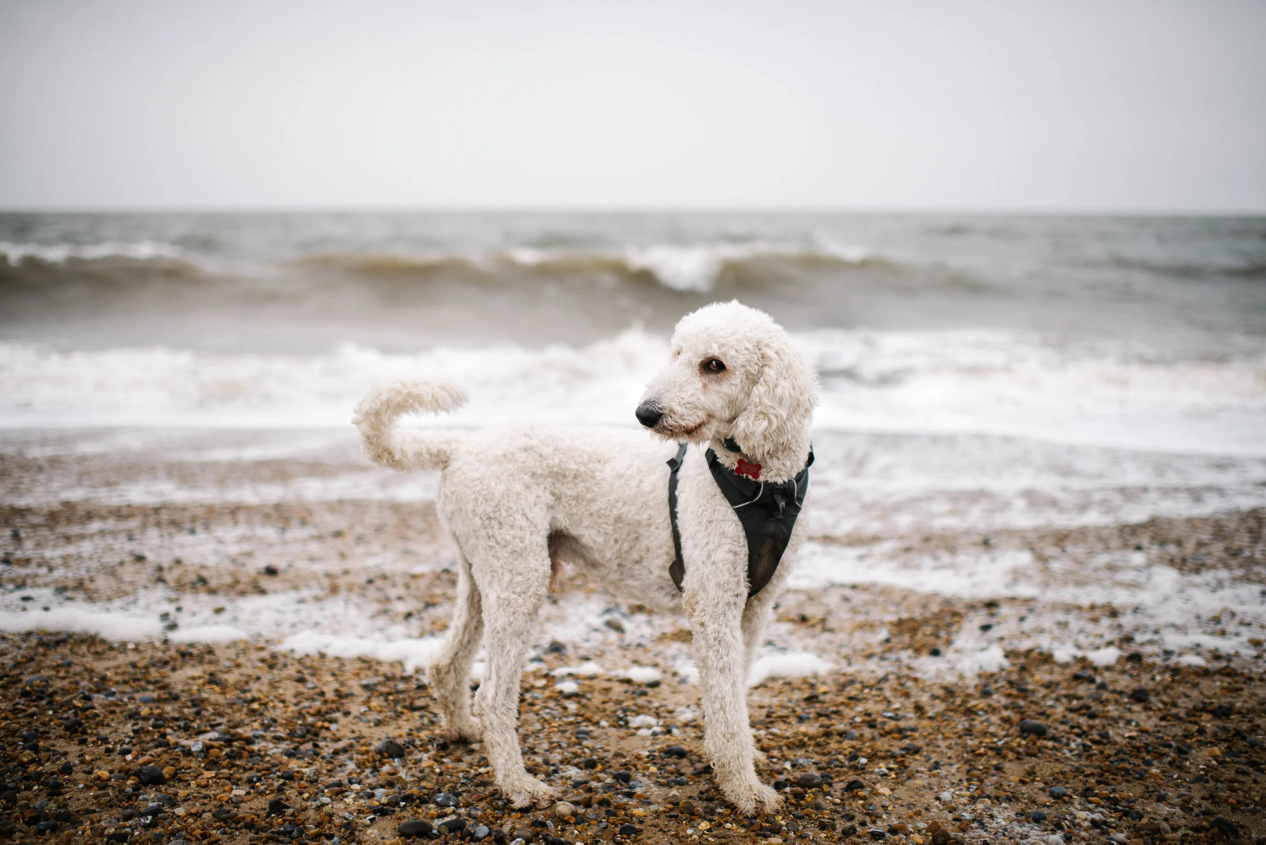 ©FoxMoonPhotography-1 2.jpg