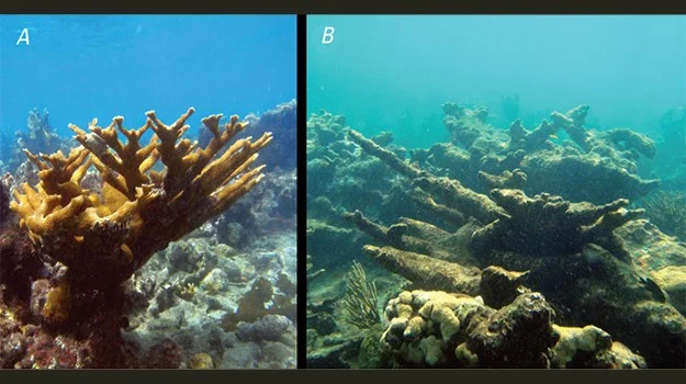 Decline in pH has consequences on organisms that rely on calcium carbonate for shells and skeletons