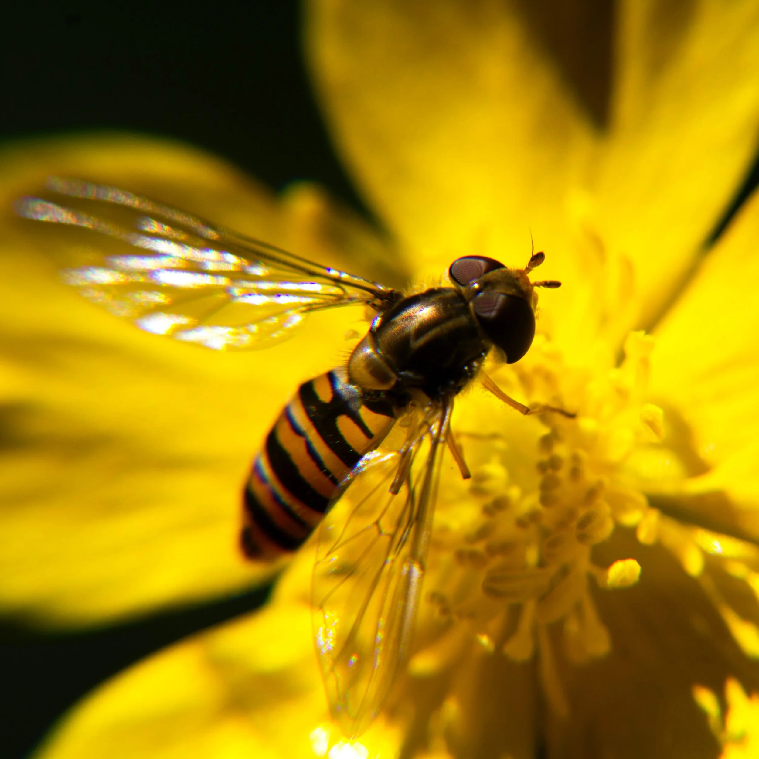 Update: Biodiversity Loss – The Urgent Need to Take Action