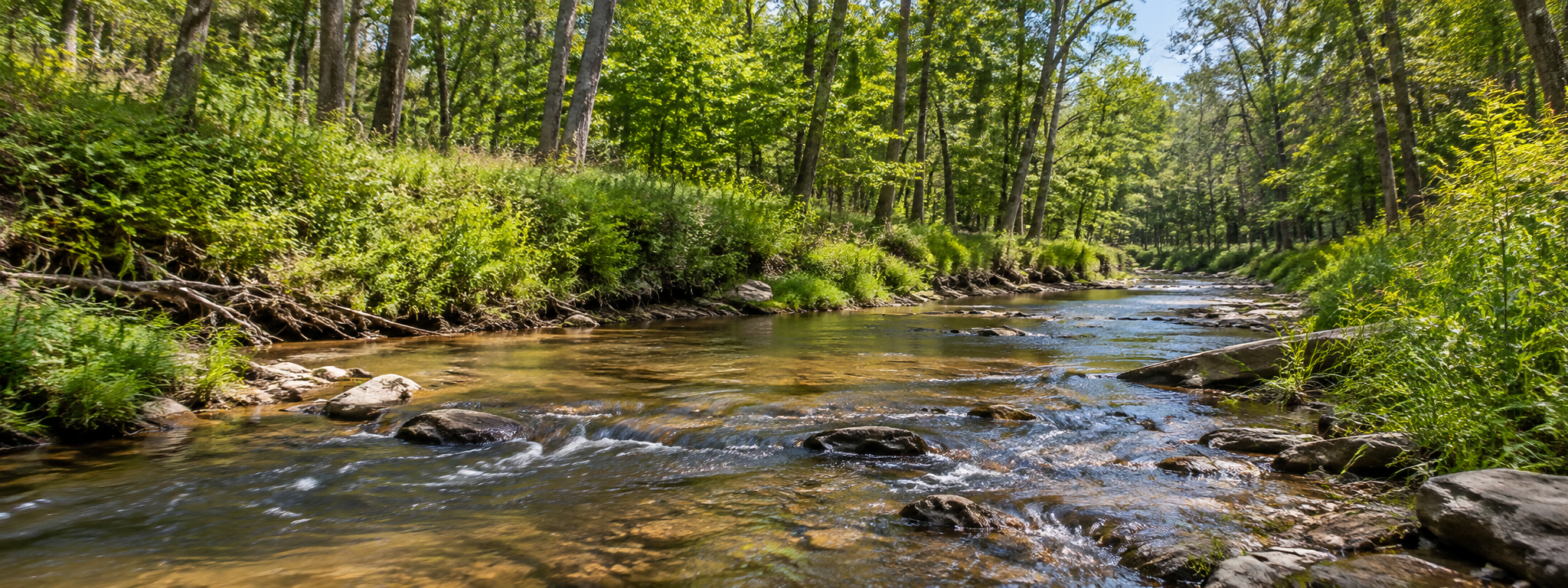 Sunlit Forest Creek Panorama.png