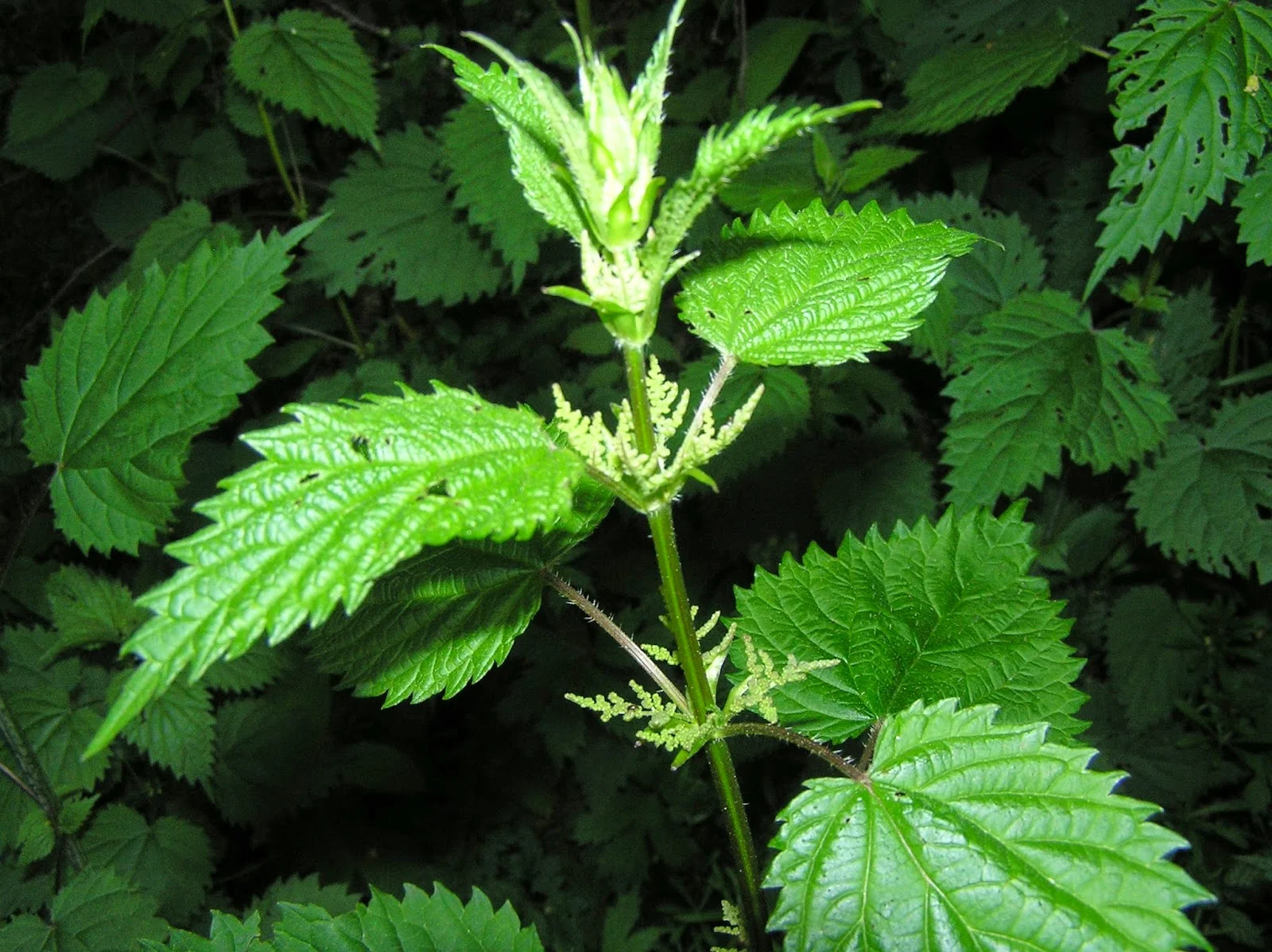 Stinging Nettle