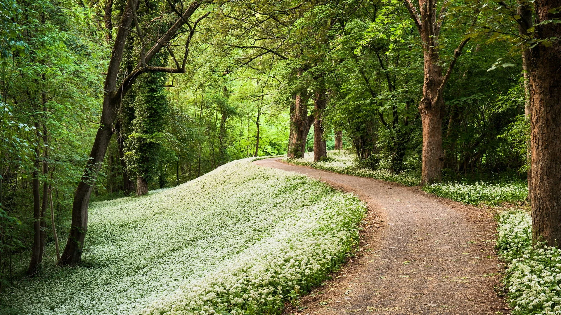 Wooden-path-desktop-background-image-hd-desktop-wallpapers-in-high-resolution.jpg