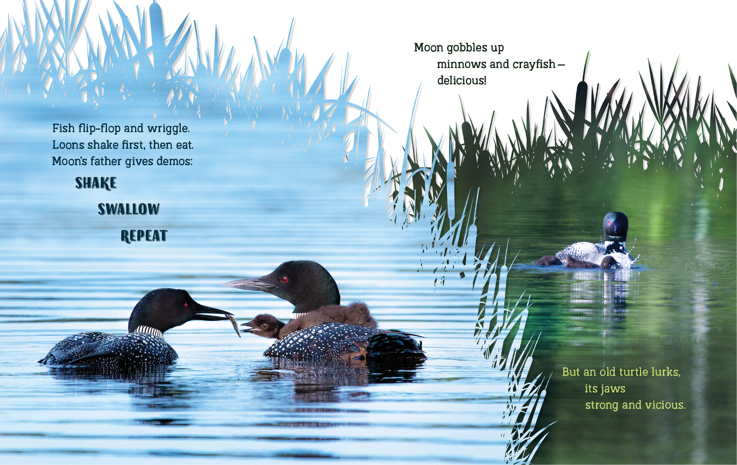 Secrets of the Loon spread3 for web.png