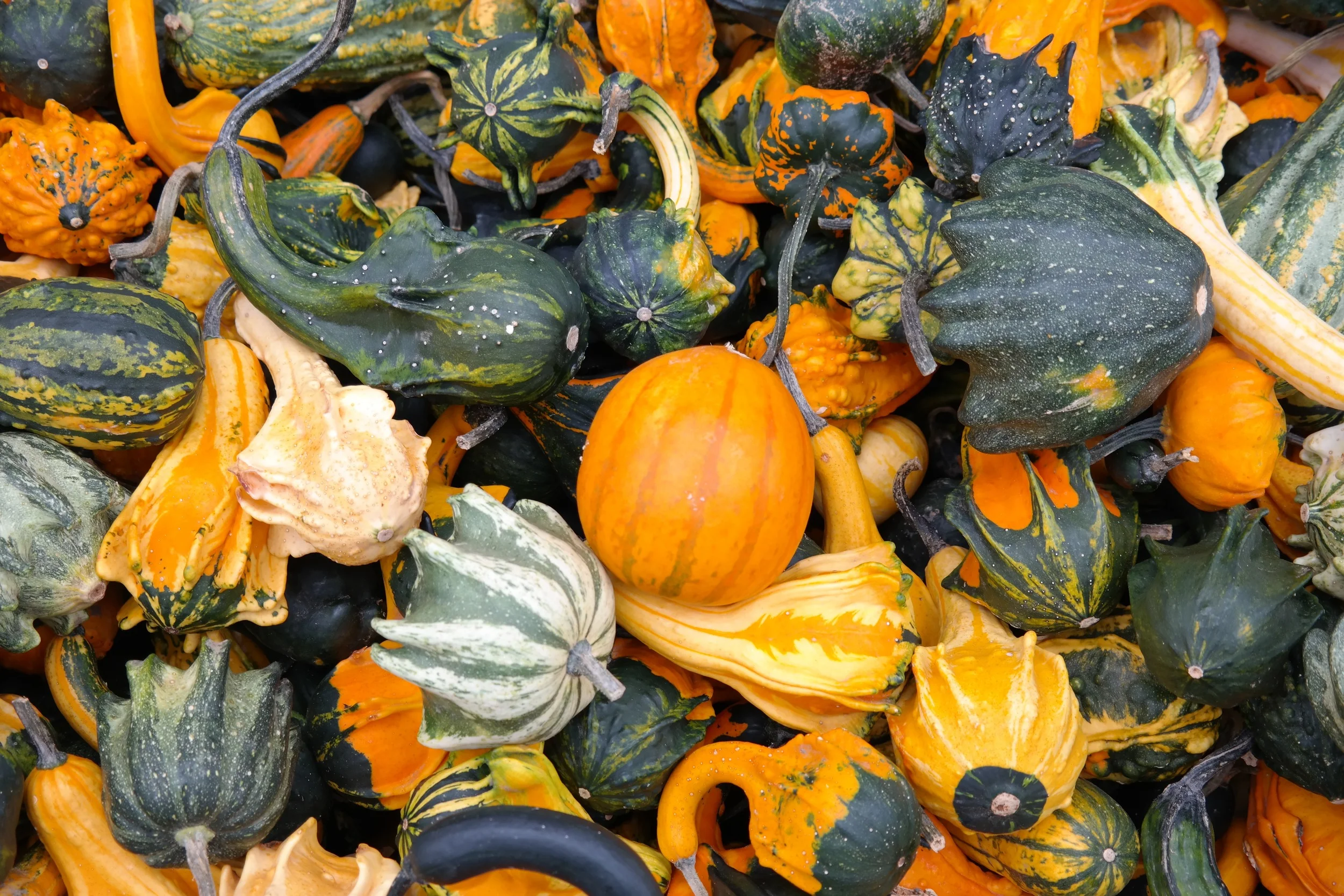 A Tale of Four Thanksgivings