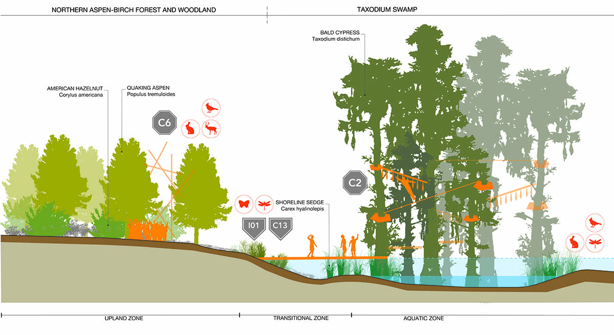 BLD_FargoProject_PlantCommunitiesSections_Northern Aspen-Birch Forests and Woodlands + Taxodium Swamp-01.jpg