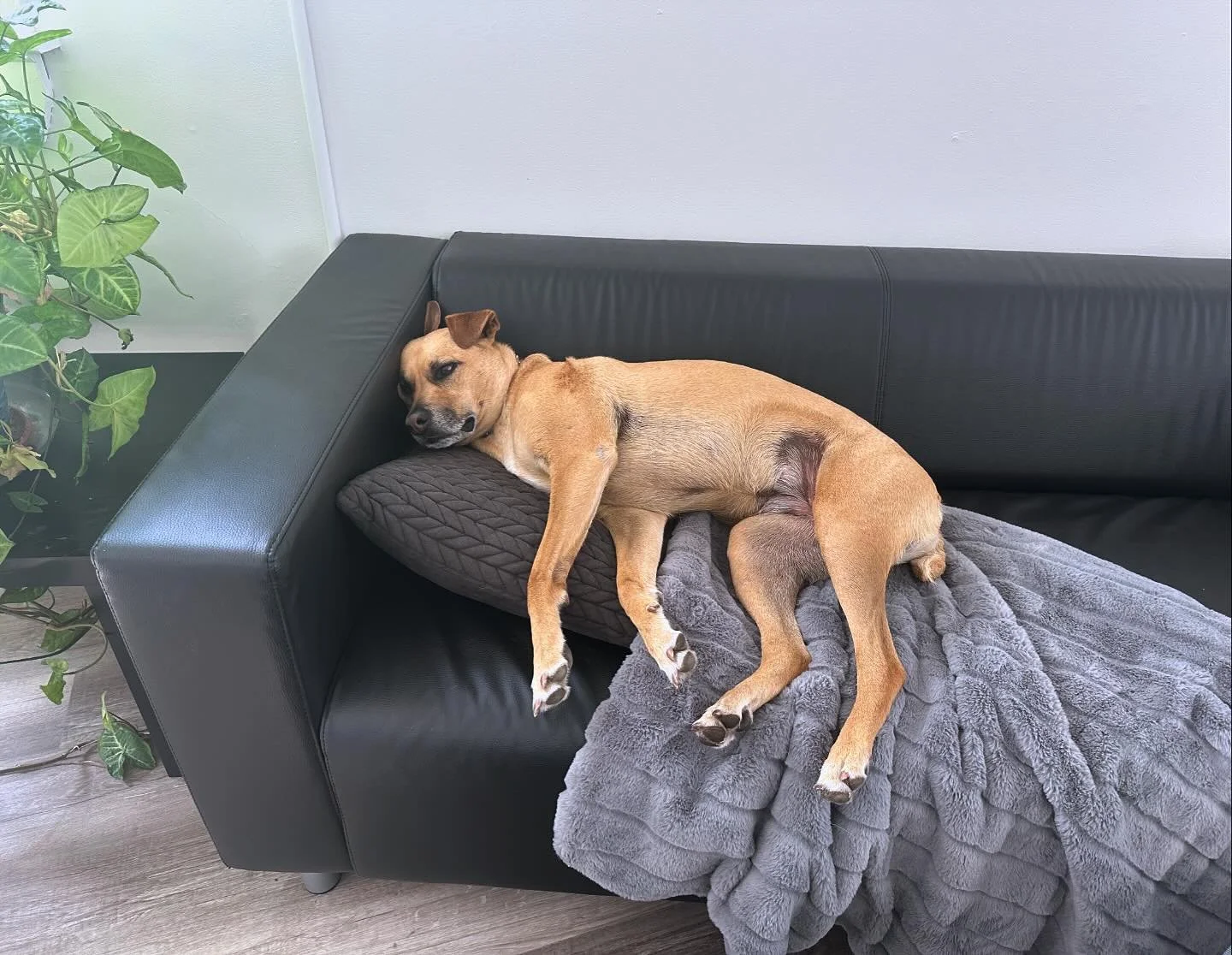 Been a #ruff day at the office for the Chief Office Shredder