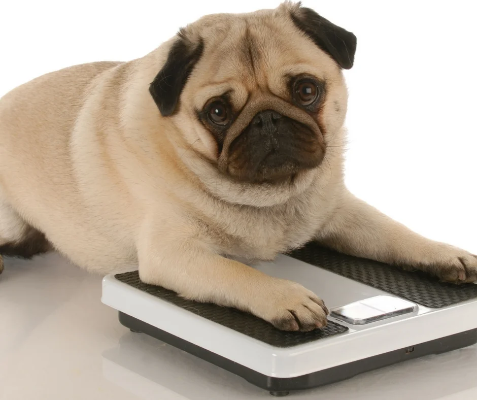 And no, this pug doesn't need to lose weight, he just always makes that face.