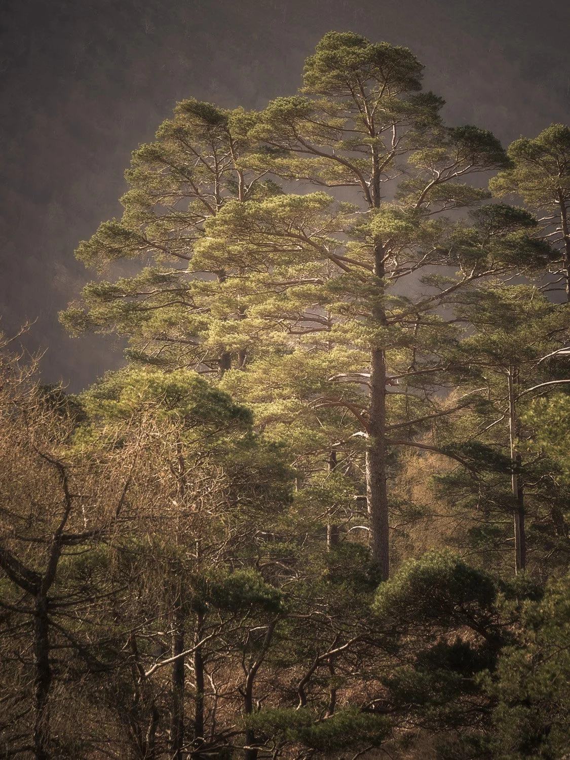 Achnashellach Forest