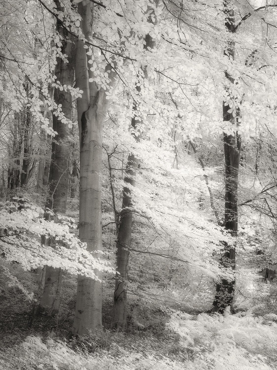 Eartham Woods, Sussex