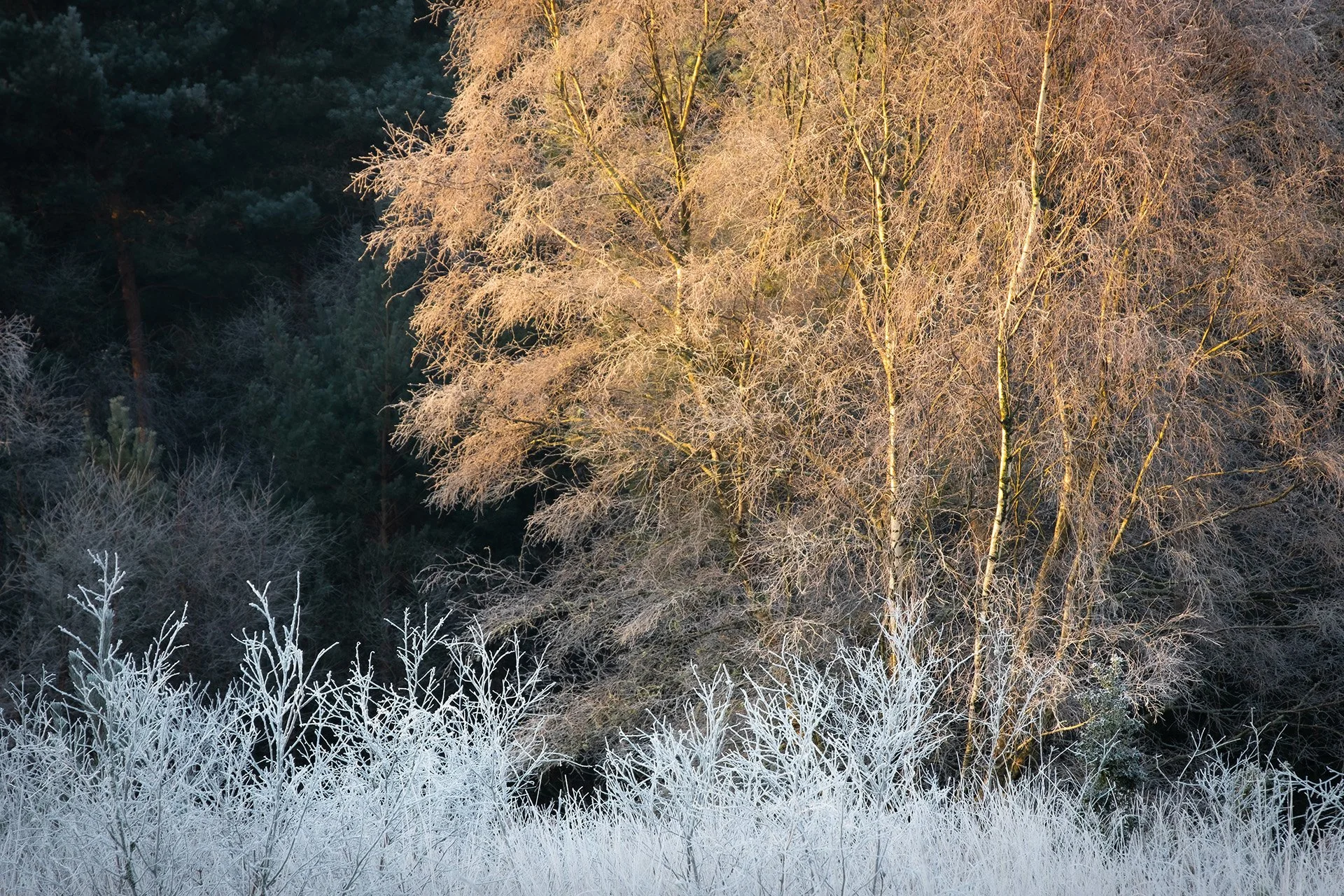 Hurn Forest, Dorset