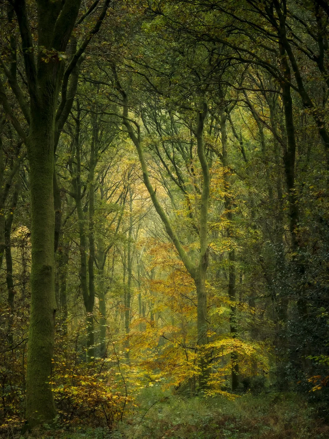 Savernake Forest, Wiltshire