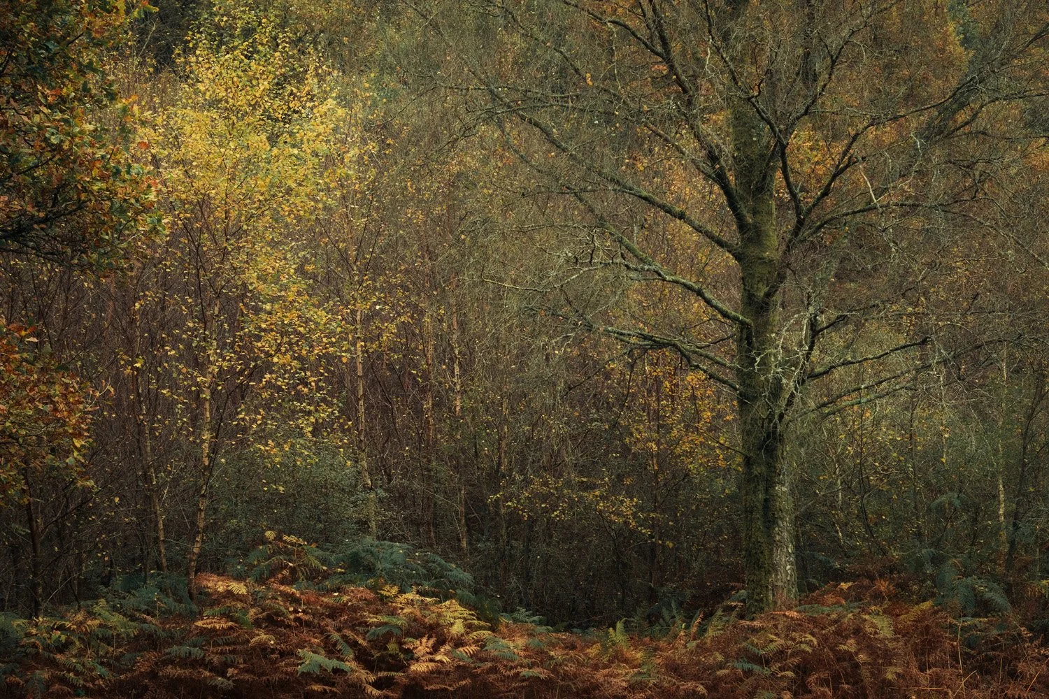 Savernake Forest, Wiltshire