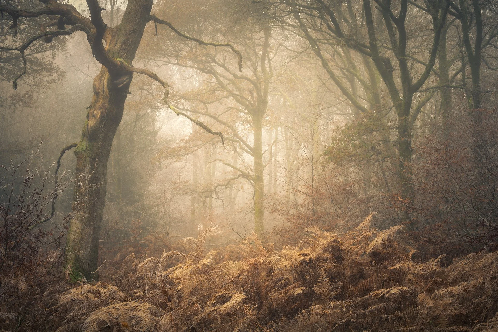 Savernake Forest, Wiltshire