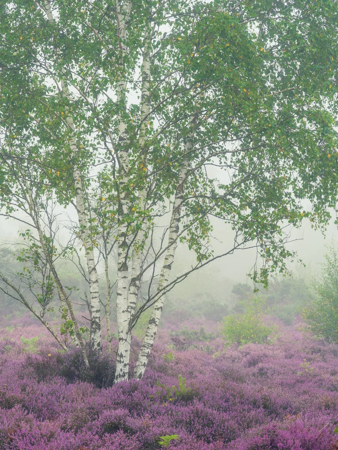 Avon Heath