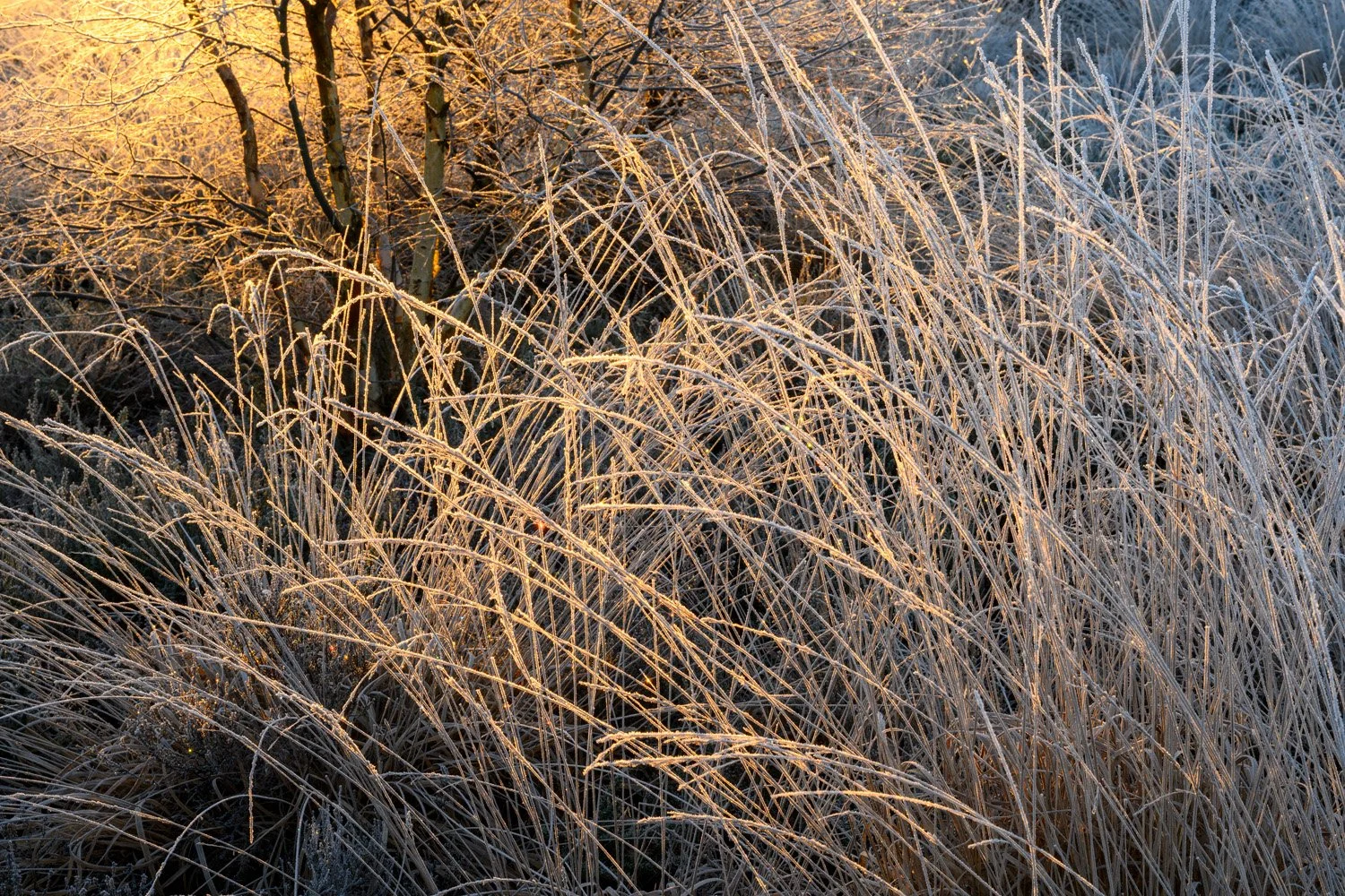 Hurn Forest
