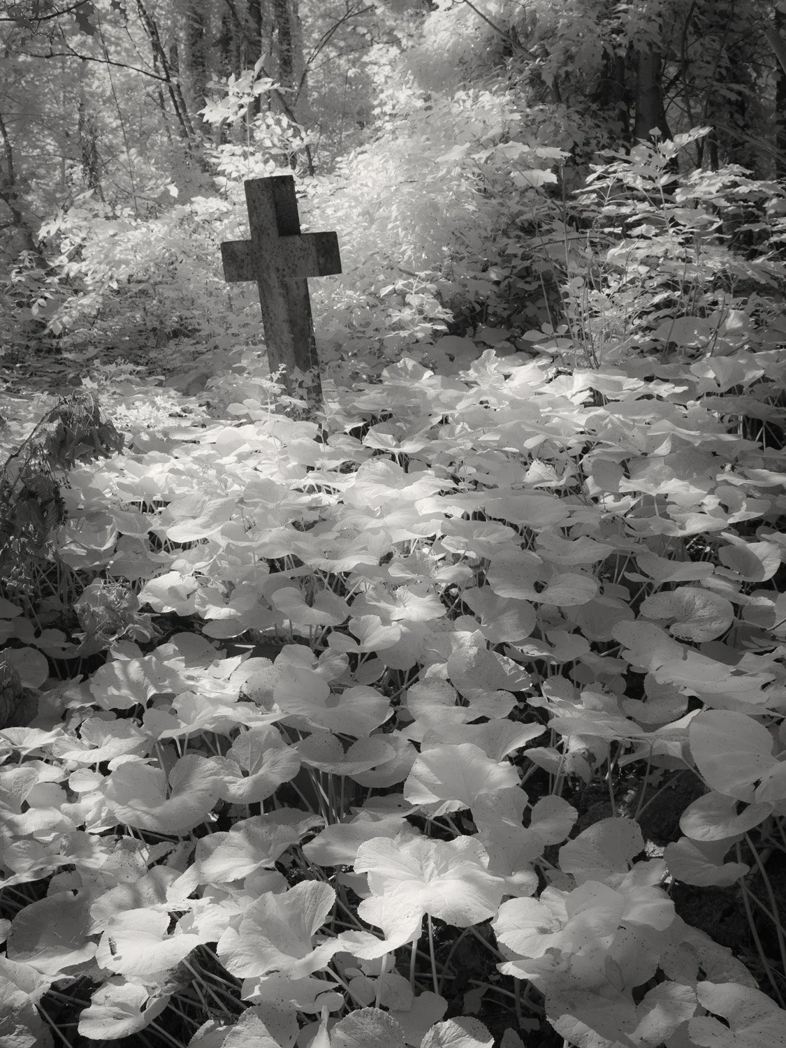 ARNOS VALE XT2 1069-Edit.jpg
