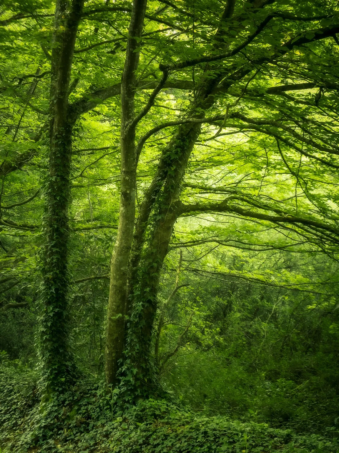 BELLEBRANCHE XT4 4437.jpg