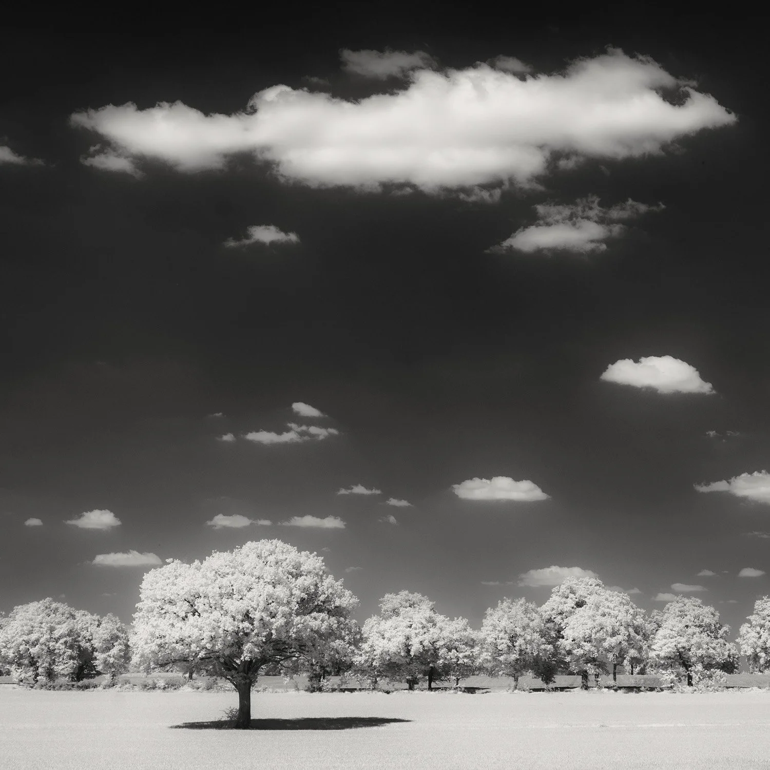 BELLEBRANCHE 0898-Edit.jpg