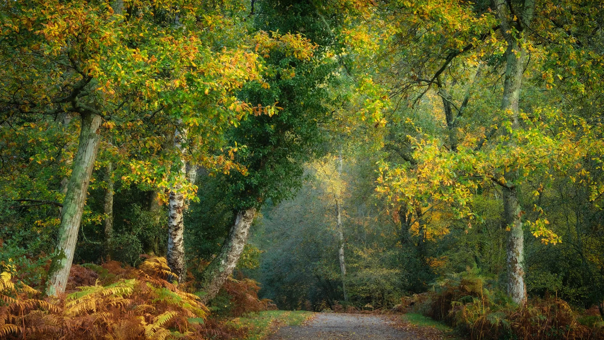  New Forest 