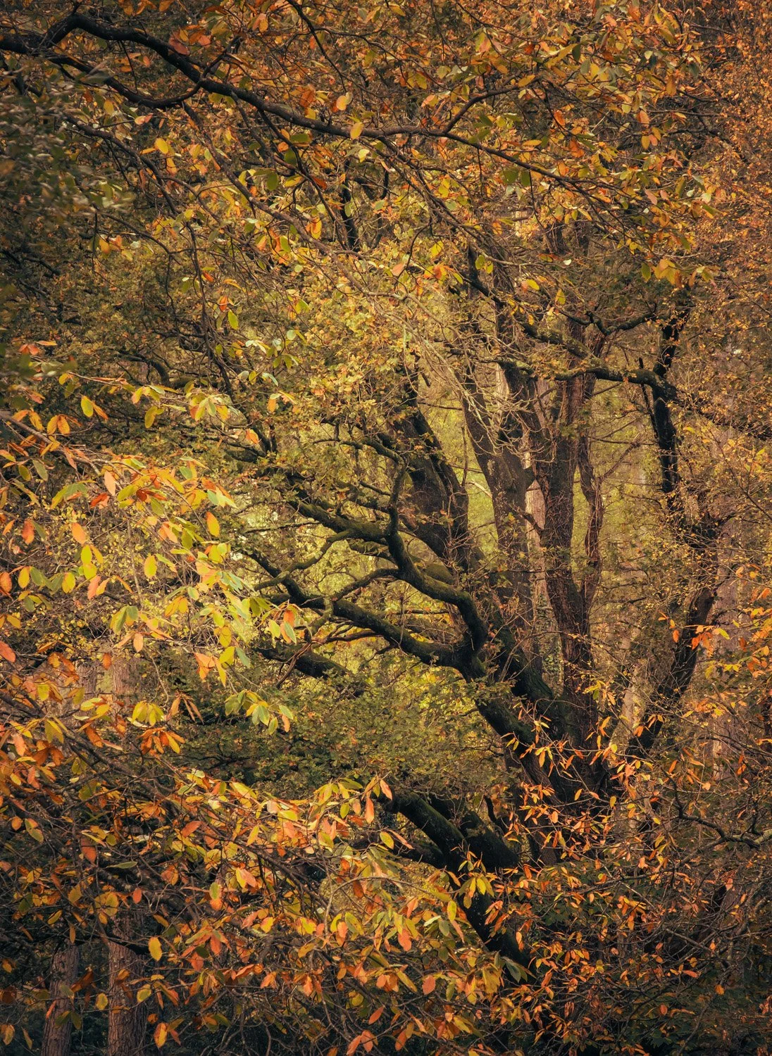  New Forest 