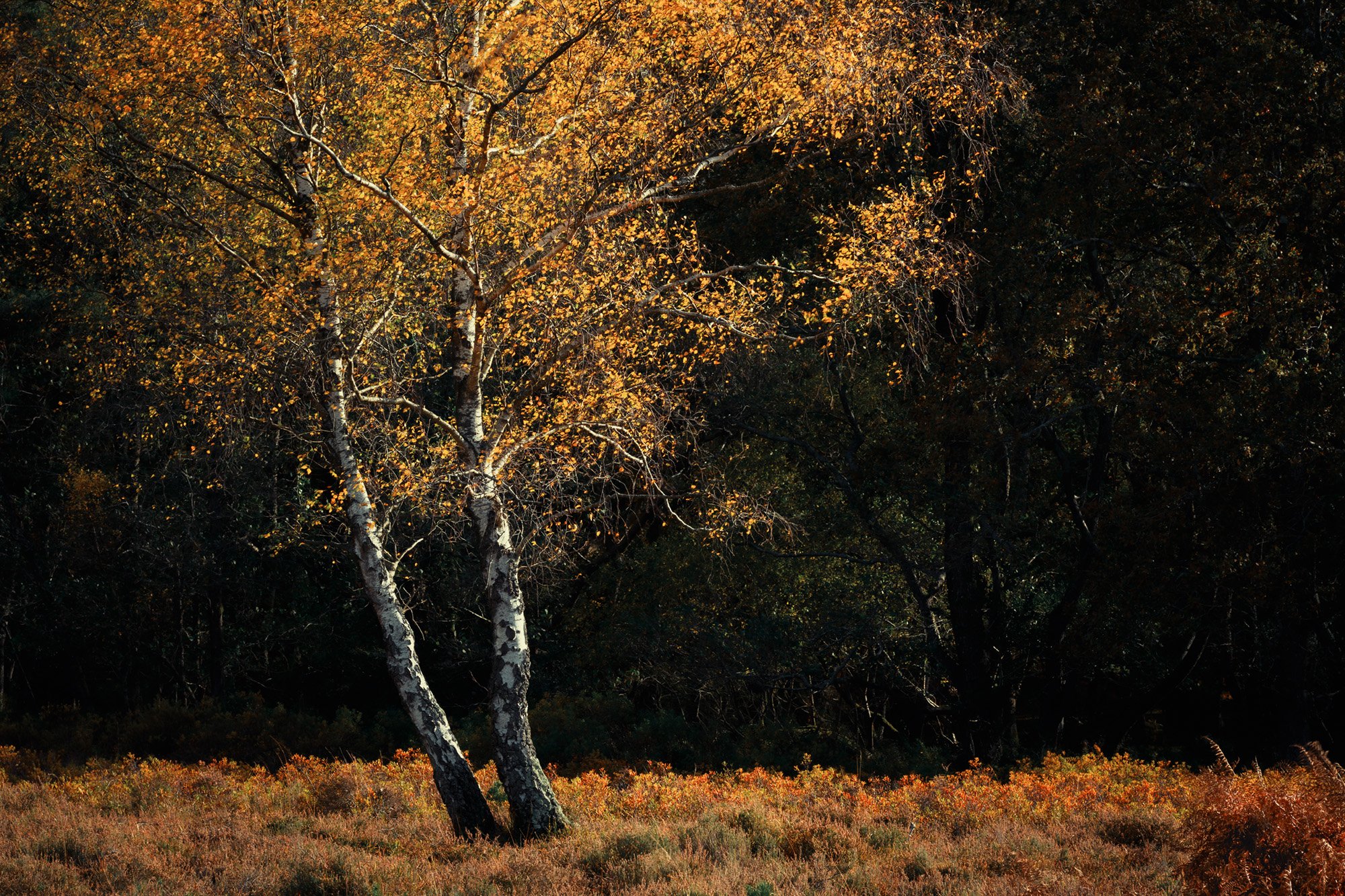  New Forest 