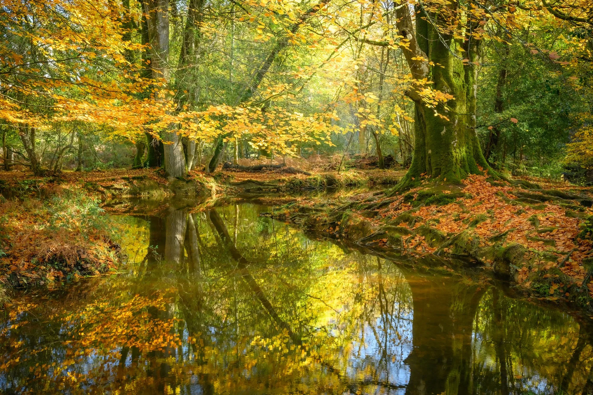  New Forest 