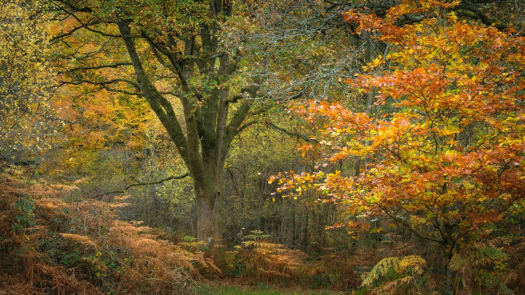  Savernake Forest 