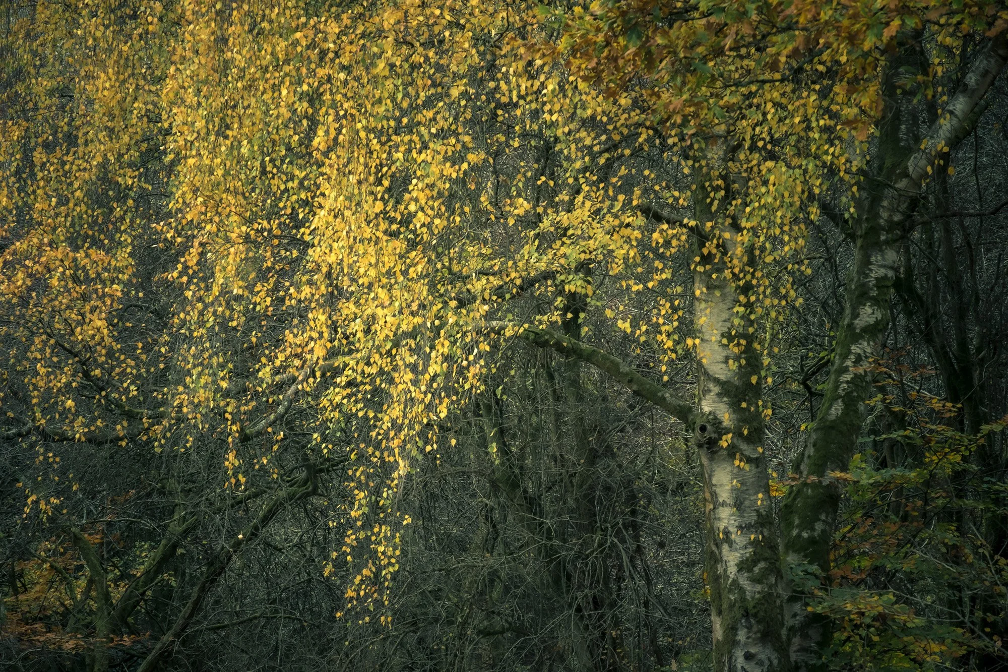  Savernake Forest 