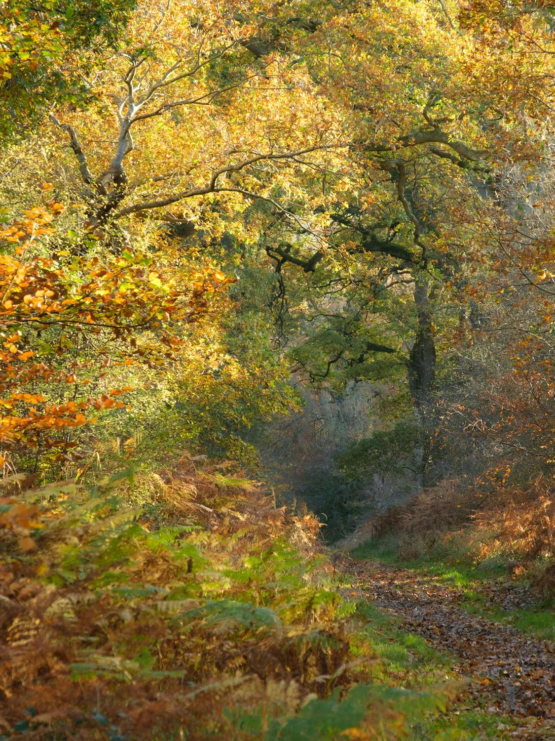  Savernake Forest 