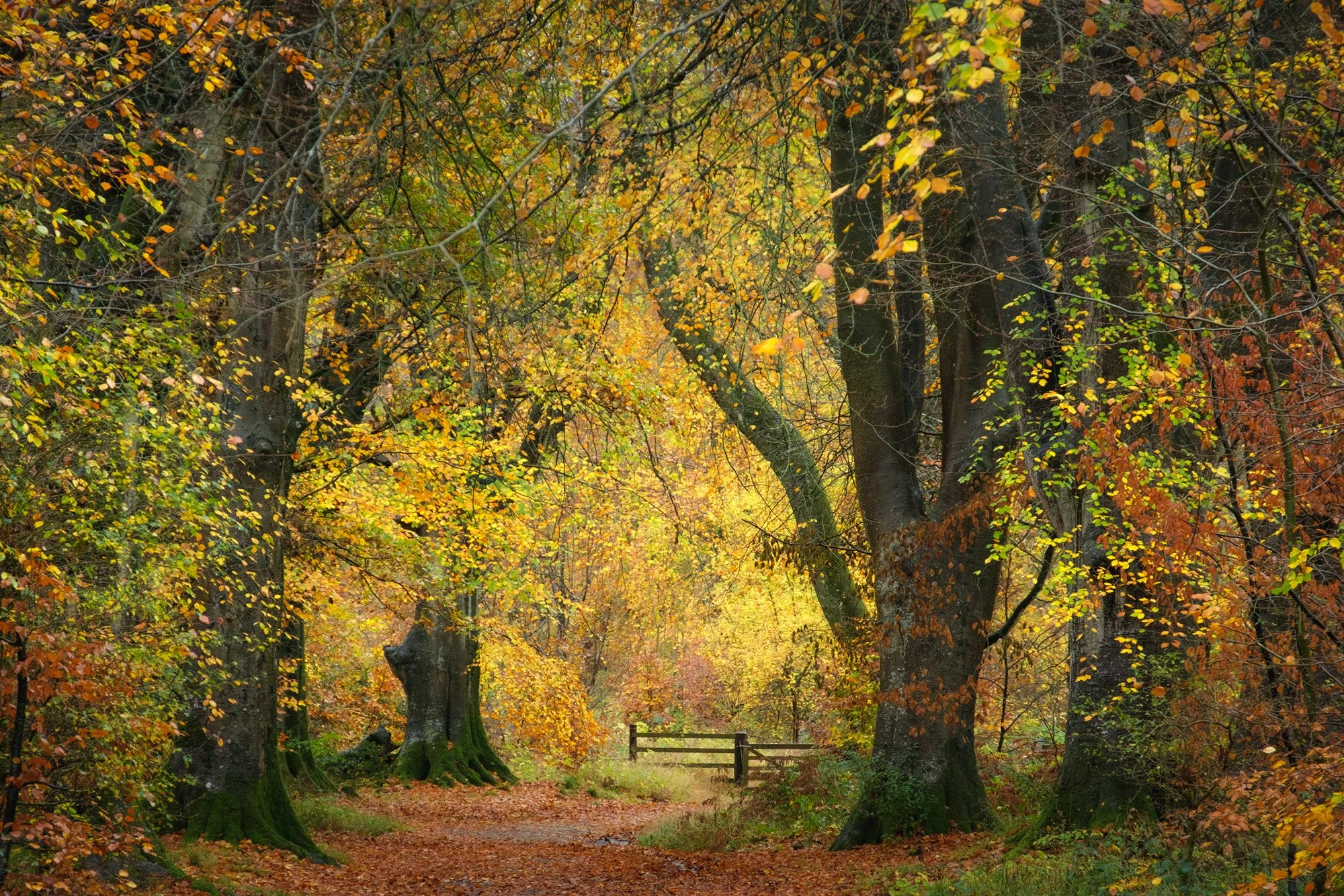  Savernake Forest 