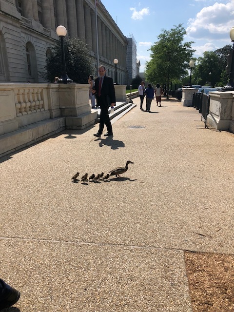 Mama and baby ducks crossing our path at the Capitol.
