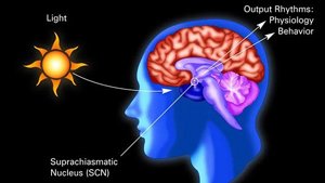 How Changes In Length Of Day Change The Brain And Subsequent Behavior