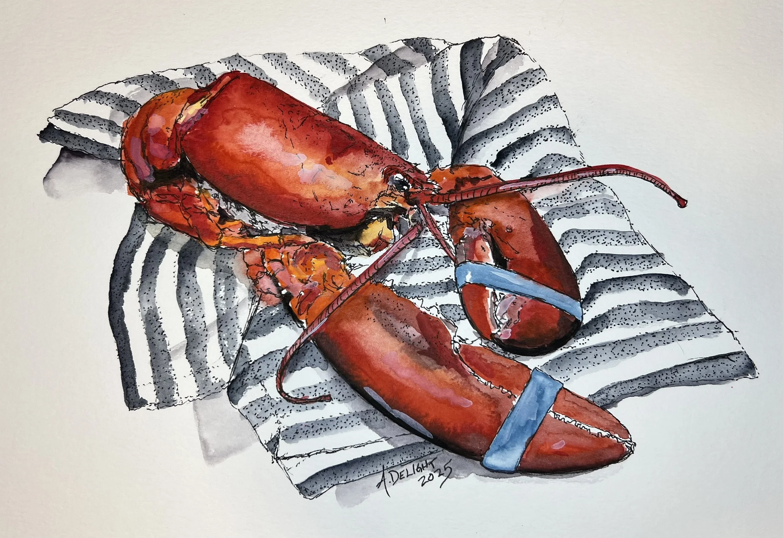 The lobster watercolor series painted by Maine artist, Amanda Delight