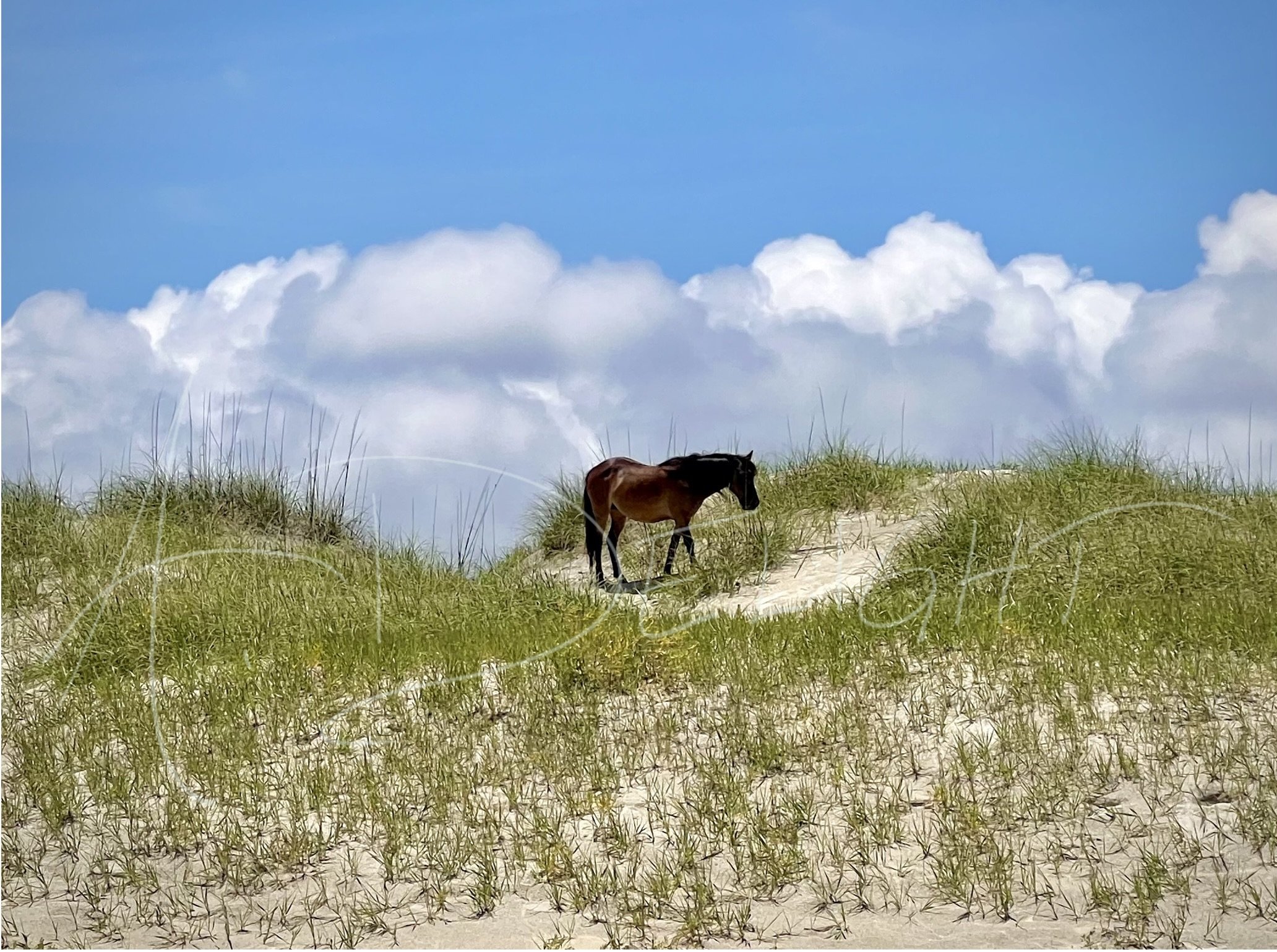 Wild Spanish Mustang