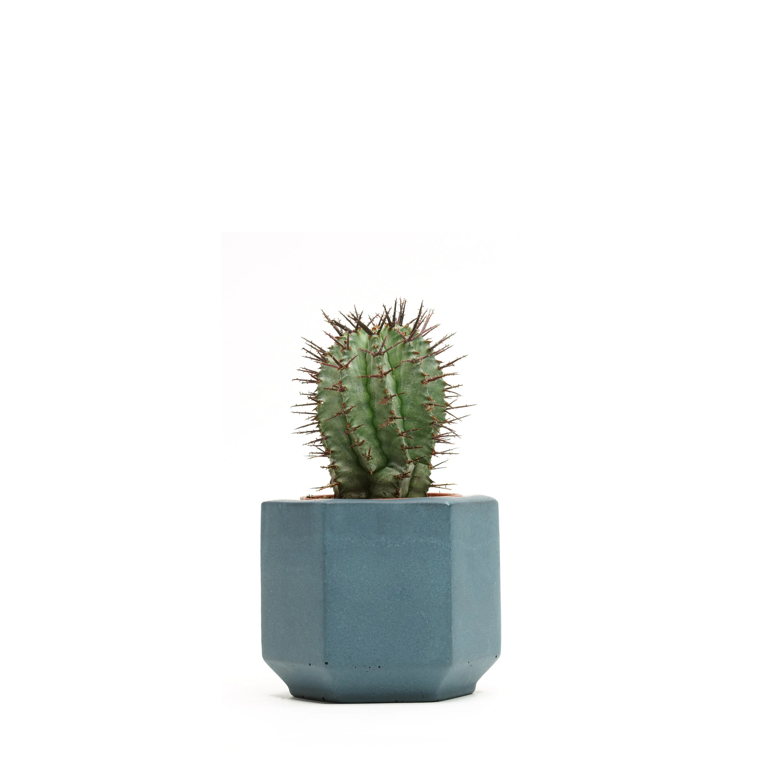 MandM euphorbia 5.5.jpg