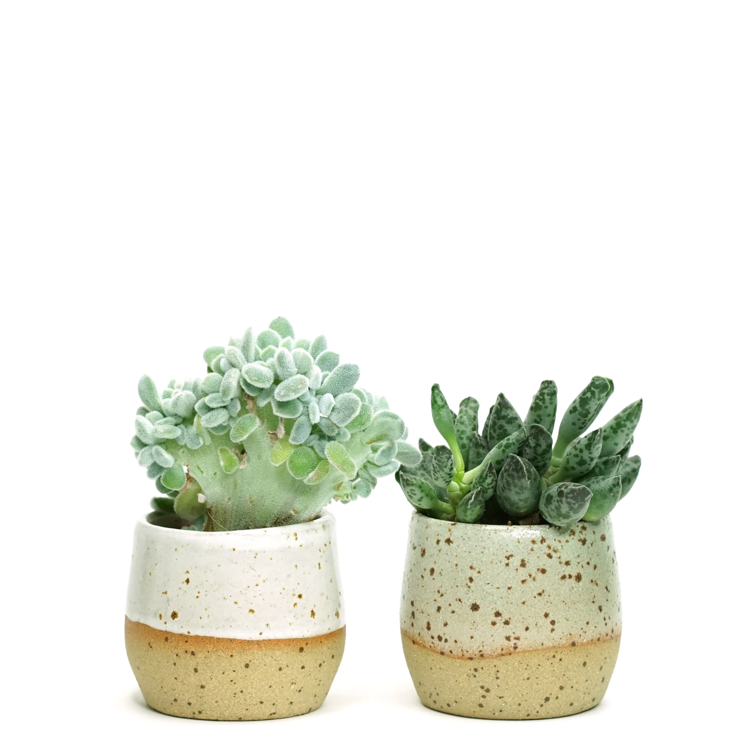 skandihous pots with plants.jpg