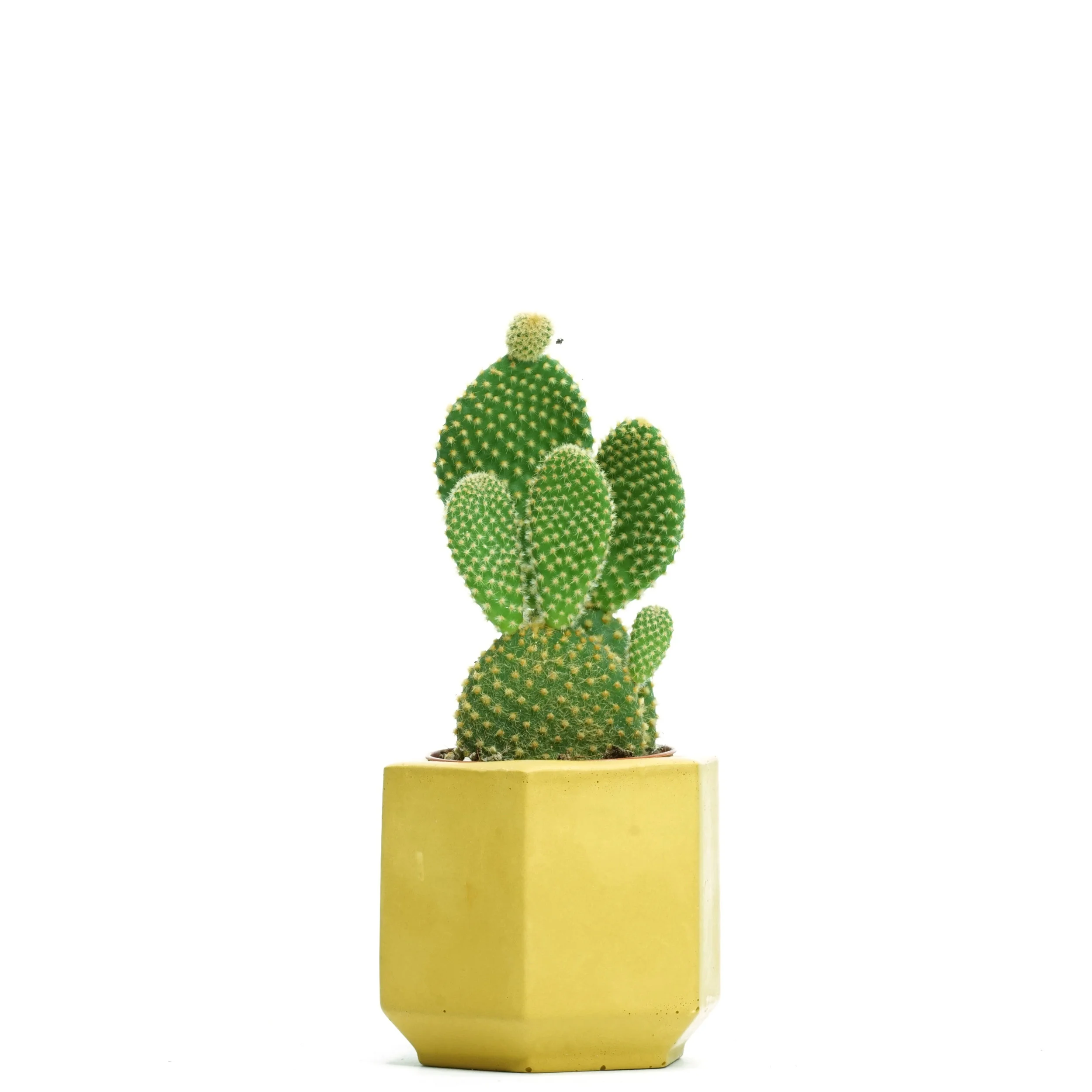 Opuntia microdasys 5.5_mandm.jpg