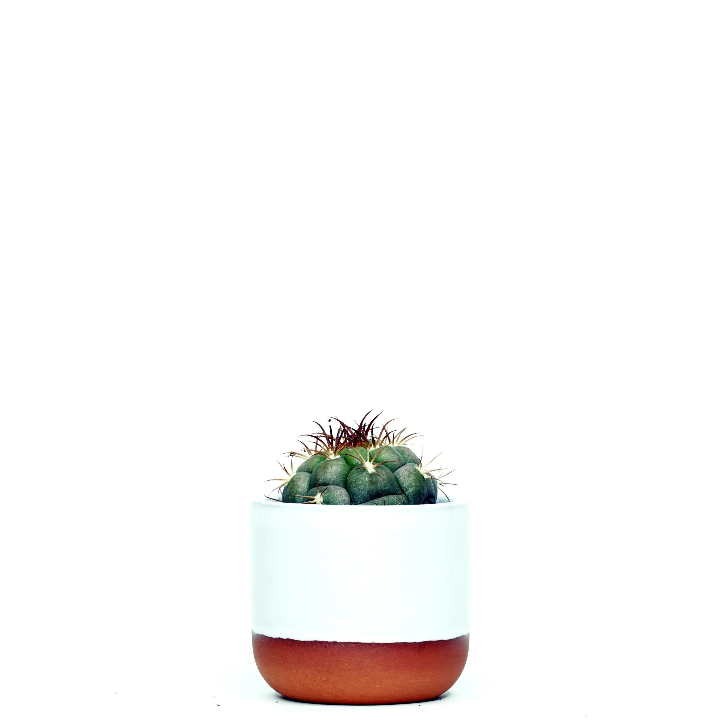 Gymnocalycium pflanzii 5.5cm.jpg