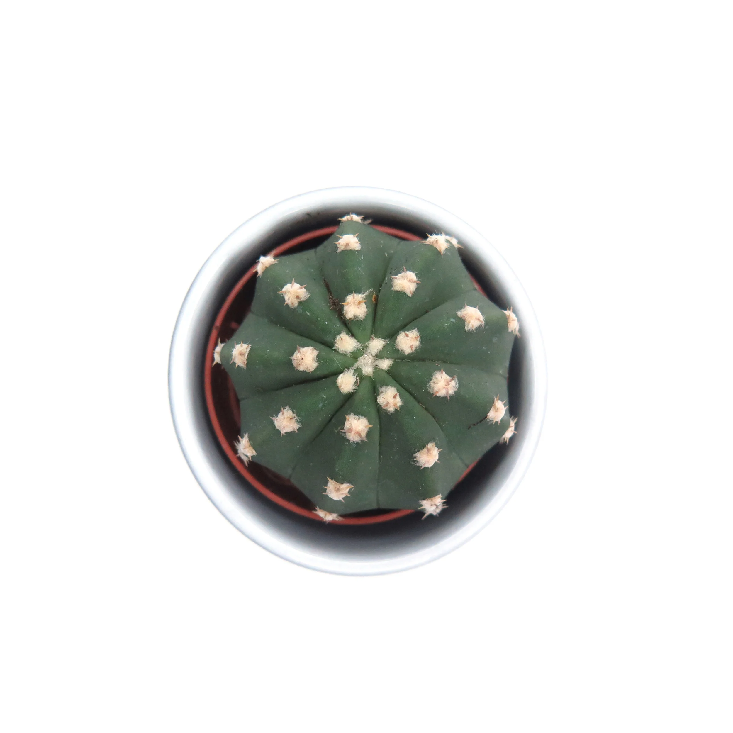 Echinopsis subdenudata 5.5cm_aerial.jpg