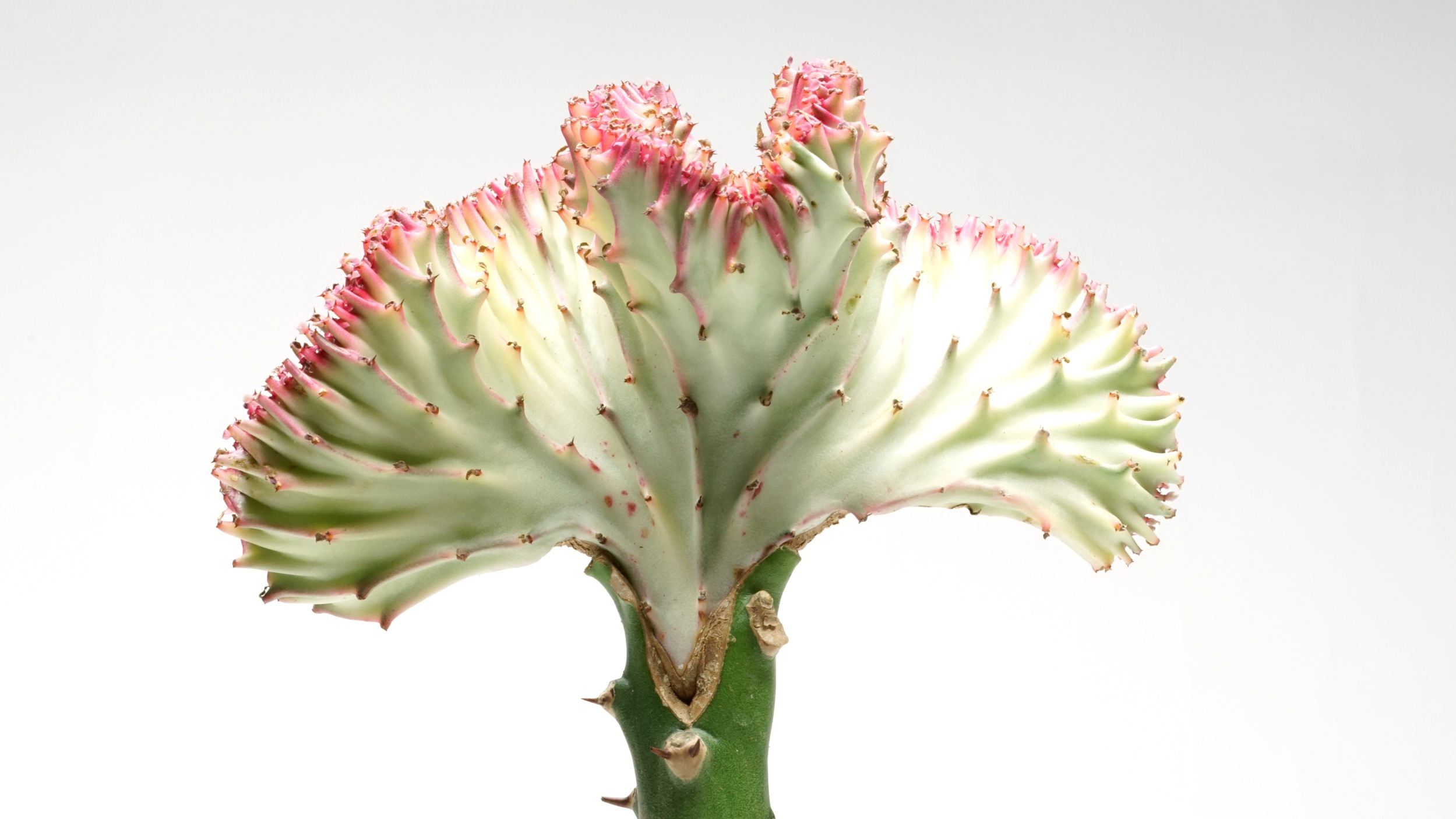 A grafted Euphorbia lactea