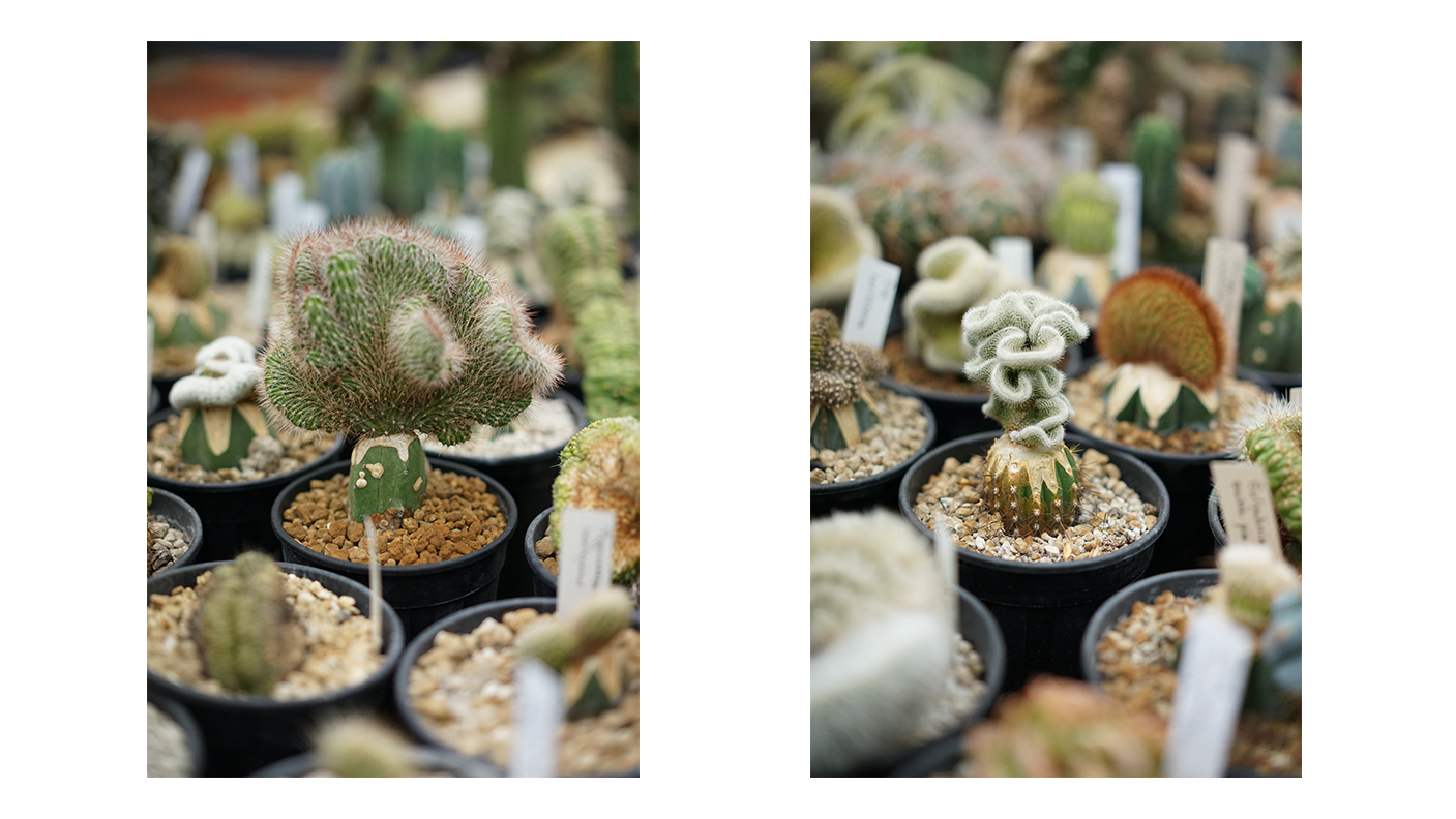 Blog-cactus grafts.png